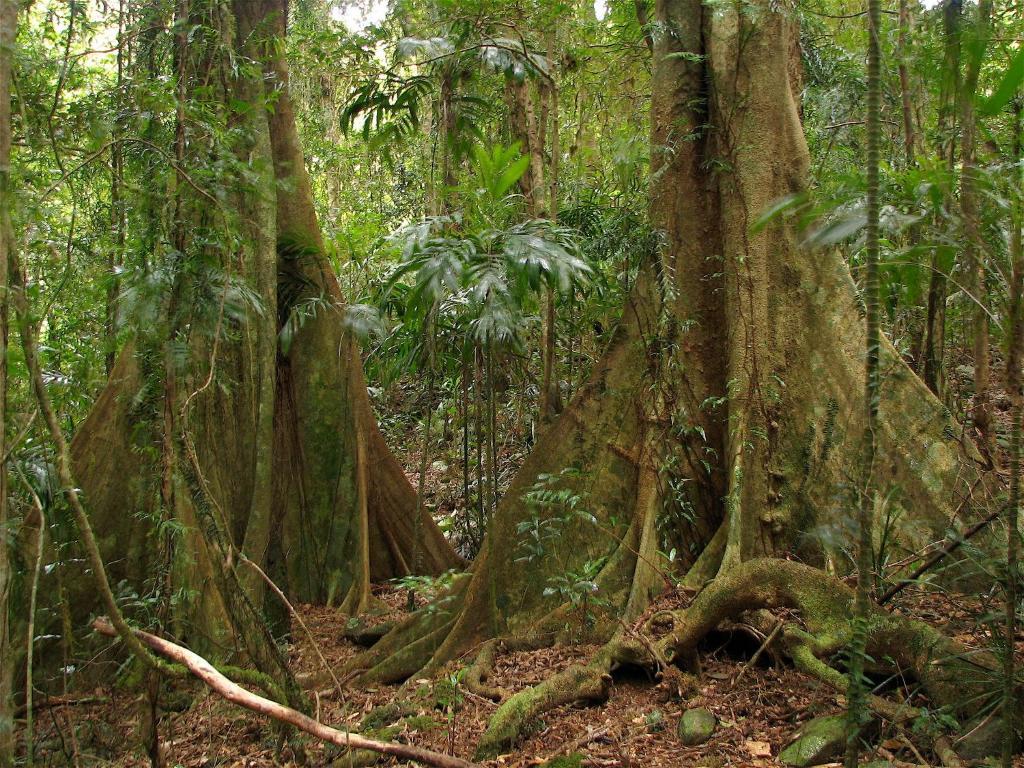 Springbrook Lyrebird Retreat Villa Dış mekan fotoğraf