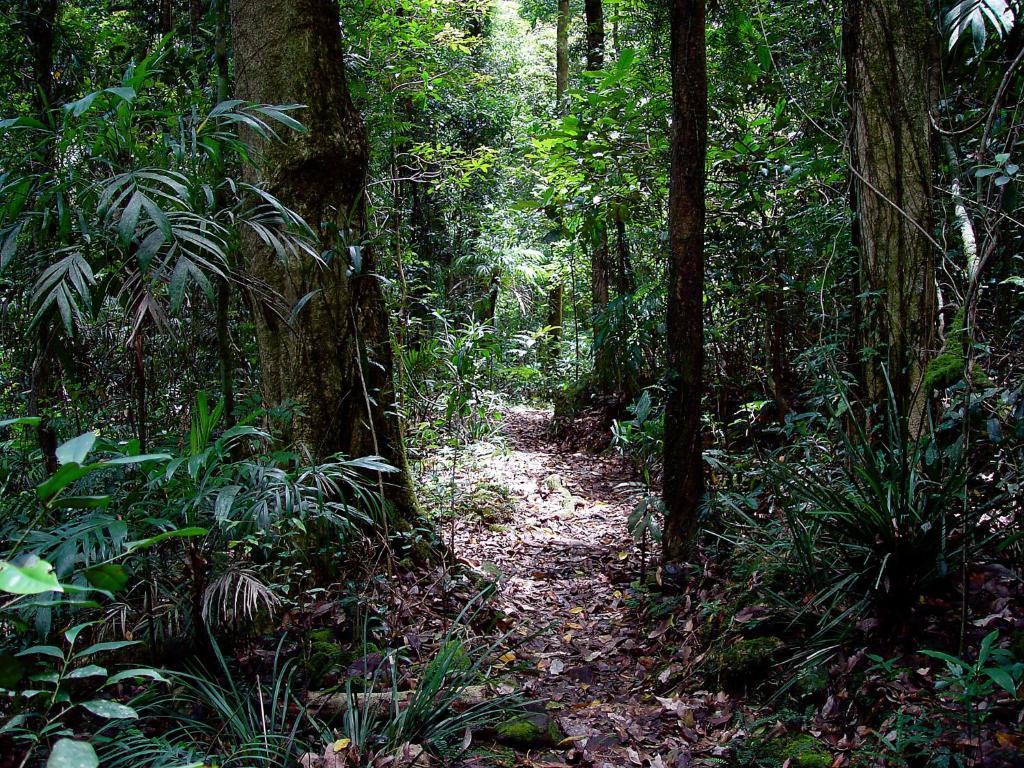 Springbrook Lyrebird Retreat Villa Dış mekan fotoğraf