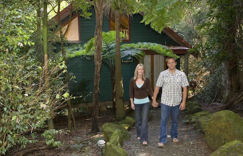 Springbrook Lyrebird Retreat Villa Dış mekan fotoğraf